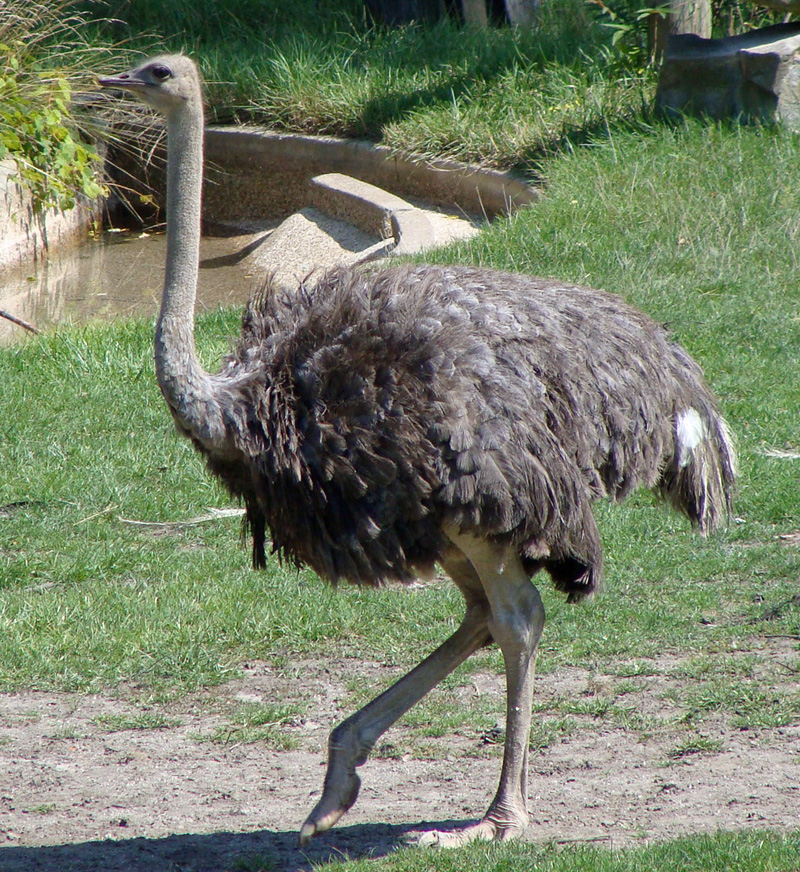 ostrich